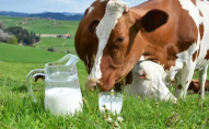 На Волині стає дедалі менше корів: будемо пити польське молоко?