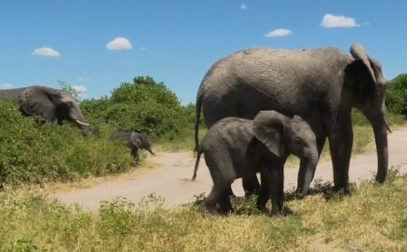 Влада Намібії продає десятки слонів на аукціоні