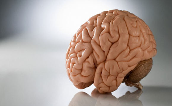Вчені виростили мозок у лабораторії