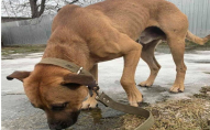 Собаче життя: в Луцьку в підвалі нелюди залишили голодного собаку помирати. ФОТО
