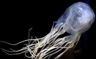 Від «укусу» медузи помер 17-річний хлопець