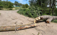 В українському місті чоловіка на смерть придавило дерево