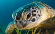 Морські черепахи під загрозою вимирання