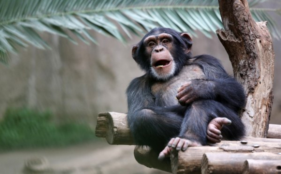Жінці заборонили ходити у зоопарк через близькі відносини з шимпанзе