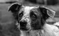 У Волинській області в лісі знайшли повішеного собаку. ФОТО