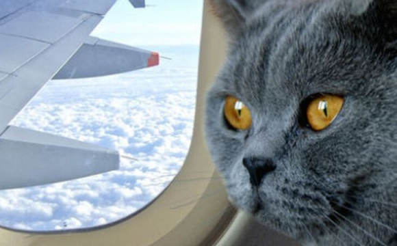 Незабутній політ: жінка годувала груддю кота на борту літака