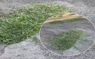 Нові технології ремонту доріг: ями залатали свіжоскошеною травою. ВІДЕО