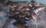 На Волині порушники рибальства завдали збитків на майже 100 тисяч гривень. ФОТО