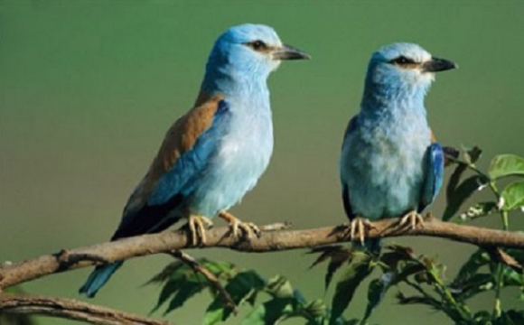В Україну з Африки прилетіли рідкісні птахи. ФОТО