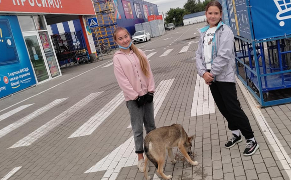 Корм замість морозива: у Луцьку дві школярки годують безпритульного пса