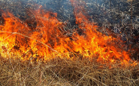 Екоінспектори оштрафували волинянина за спалювання сухої трави
