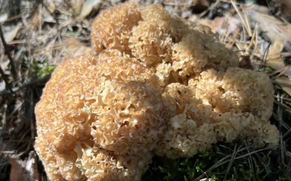 У лісі на заході України знайшли унікального гриба. ВІДЕО