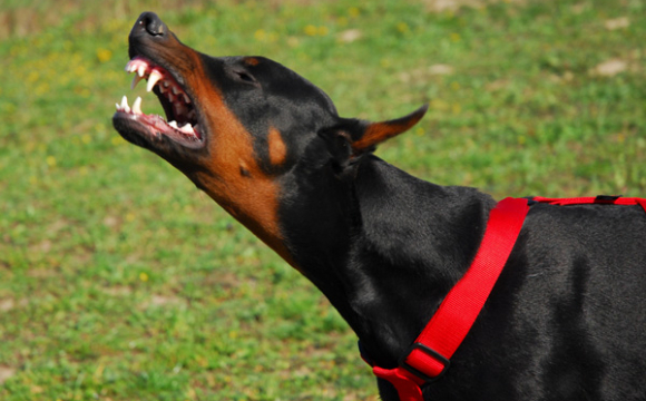 «Намордники потрібні людям»: власниця небезпечних собак відреагувала на зауваження. ФОТО