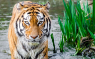 Вже понад три тисячі «тигрових вдів»: в Індії тигри вбивають чоловіків 