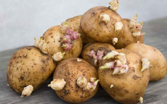 Чим небезпечна стара картопля та чи можна її їсти