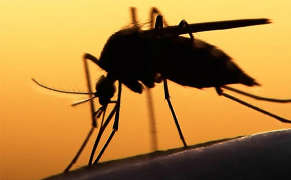 Україна брала участь у проєкті щодо інфікованих комарів: заява міноборони рф