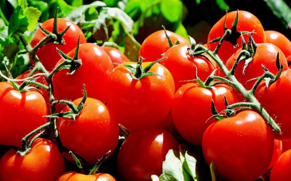 В Україні продовжують рости ціни на томати