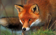 Лісові тварини сьогодні стають агресивними: що заборонено робити 15 жовтня