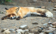 Молодик вбив лисицю у заповіднику та знущався з мертвої тварини: шокуюче відео 18+