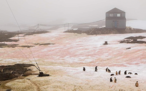 В Антарктиді сніг став рожевим. ФОТО