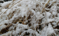 Коли у Волинській області випаде перший сніг