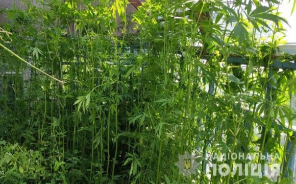 Волинський «‎садовод»‎ вирощував марихуану вдома. ФОТО
