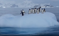 Українські полярники показали гойдалку, яку влаштували собі пінгвіни