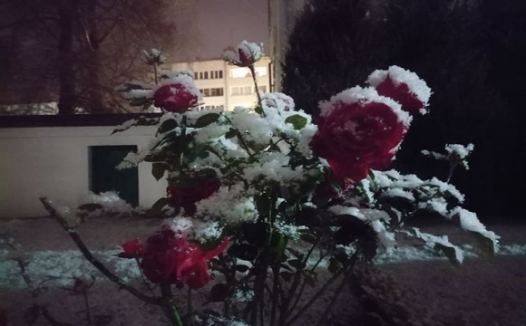 Перший сніг у Луцьку: атмосферні фото