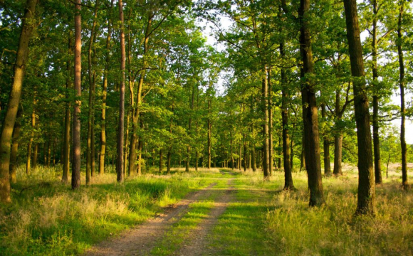 На Волині 74 гектари земель лісового фонду хочуть повернути державі