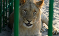 У зоопарку лев вкусив відвідувача
